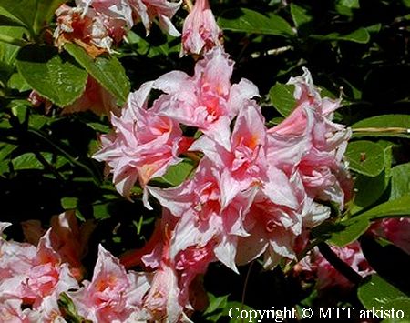 Rhododendron 'Ruususen Uni', puistoatsalea